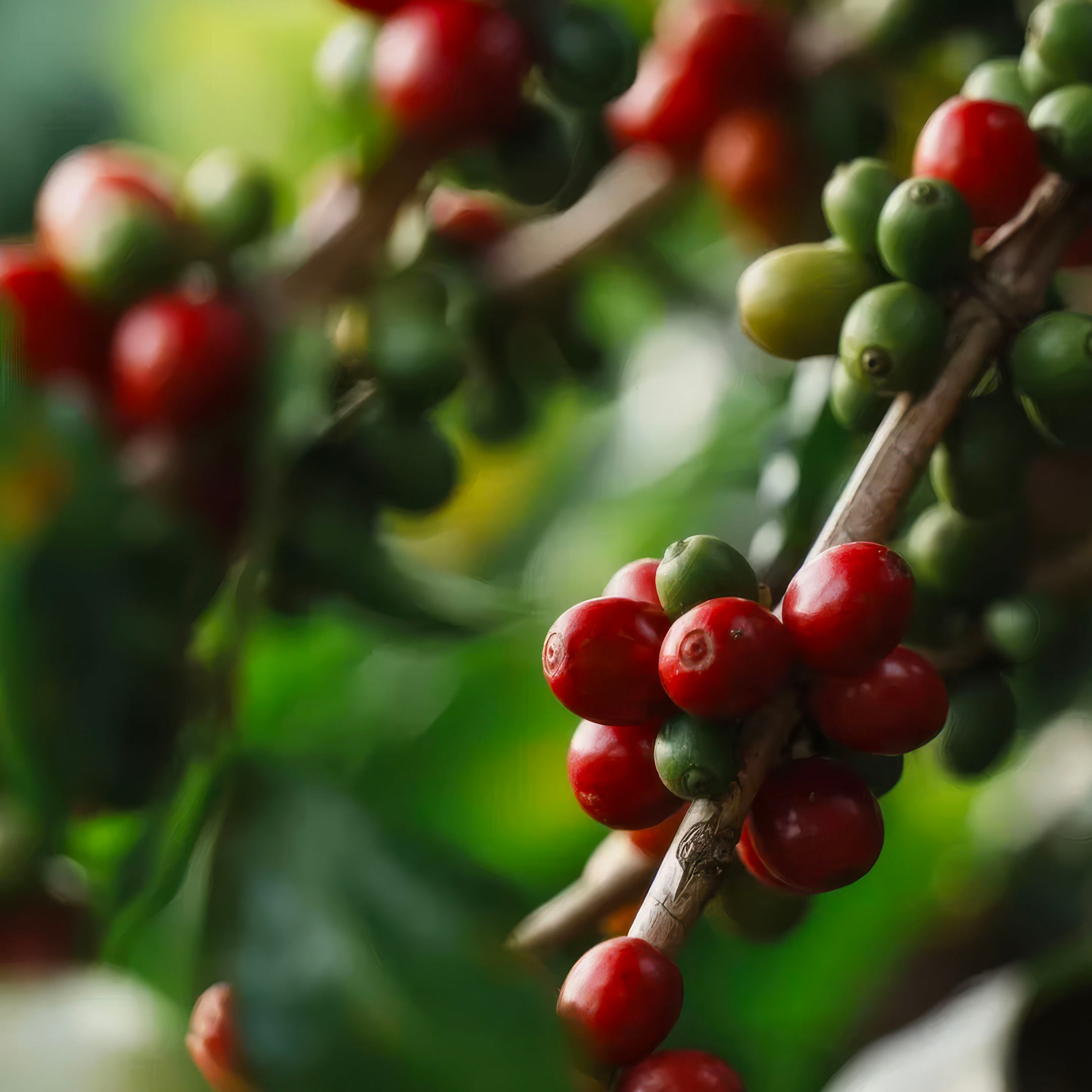 Yunma — cerises de café du Yunnan