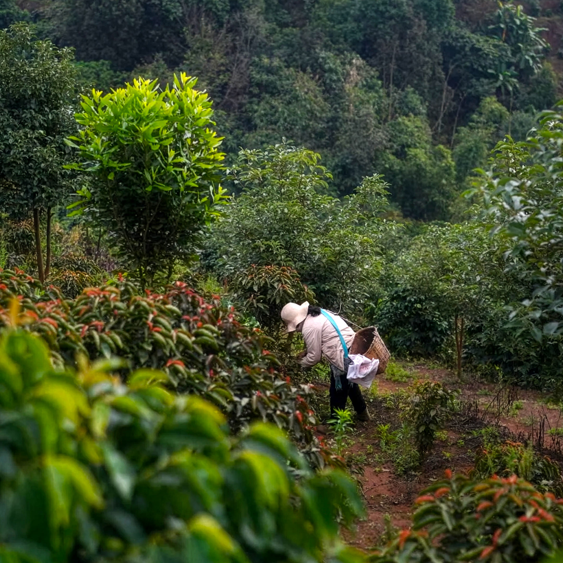 Yunma — producteurs et terroir du Yunnan