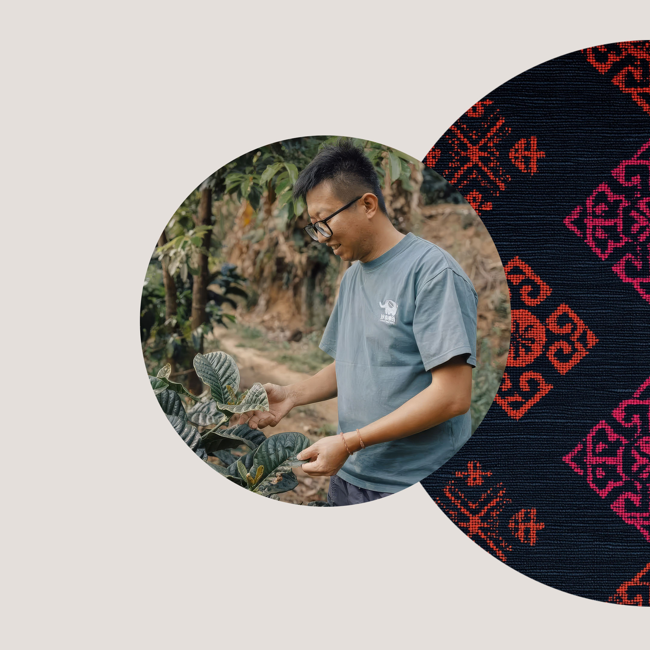 Yunma — café du Yunnan