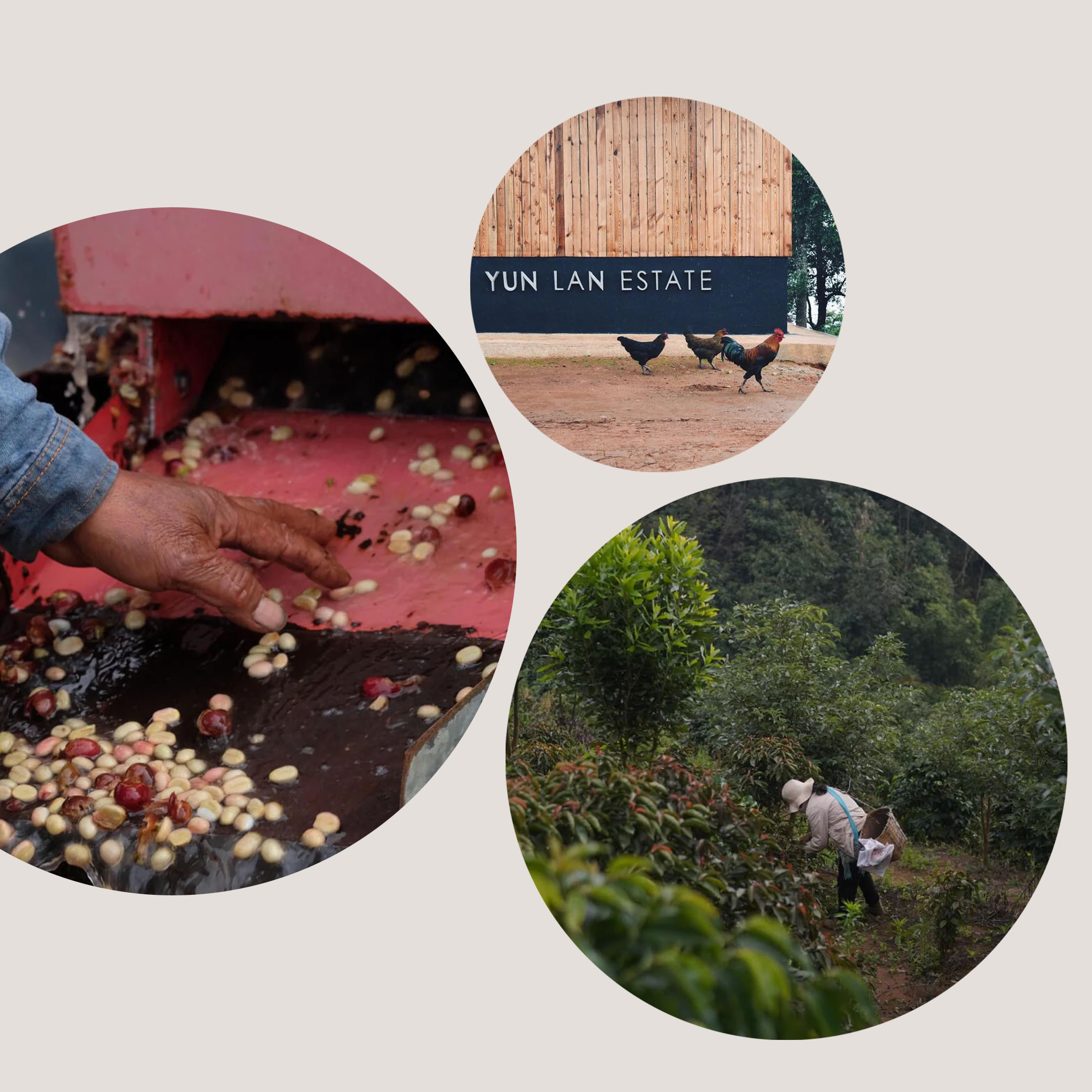 Yunma — café du Yunnan
