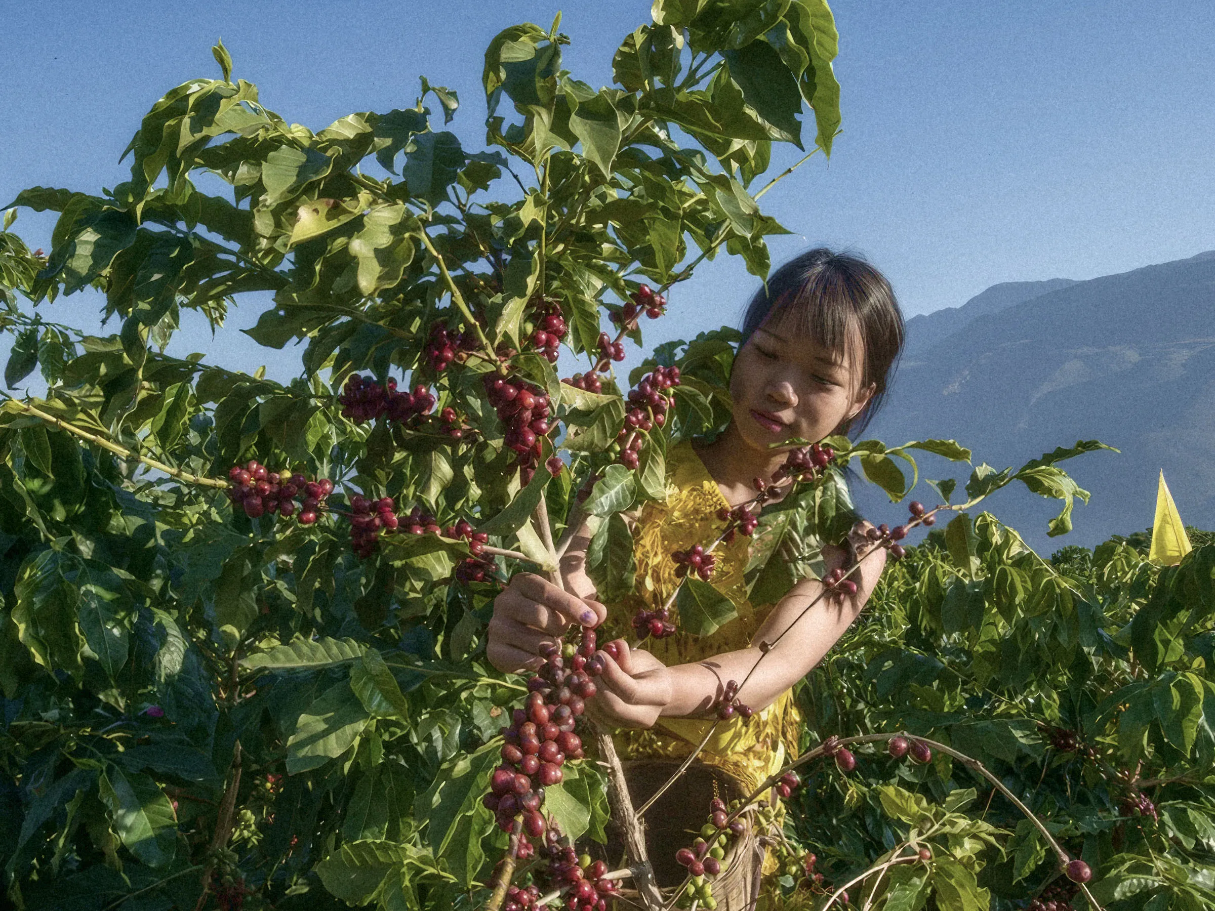 Picker taking ripe cherries off a branch at Gaosheng Manor, the Baoshan mountains behind