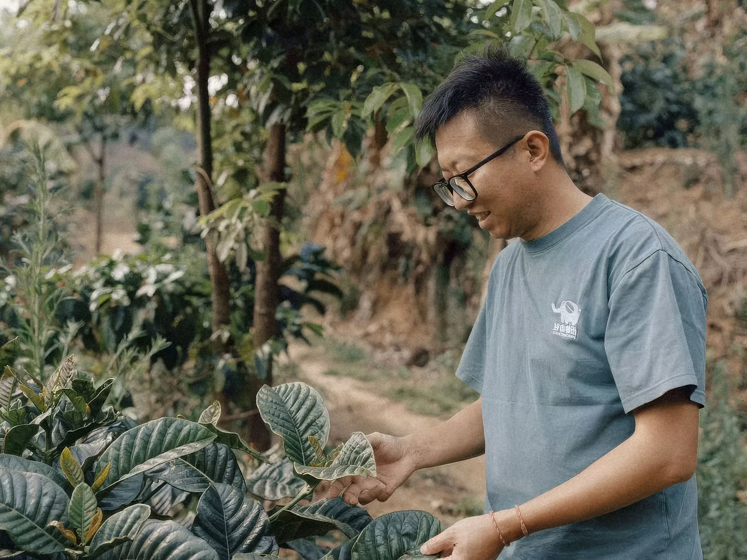 Producteur de Yun Lan Estate inspectant le feuillage d’un caféier, à Xishuangbanna