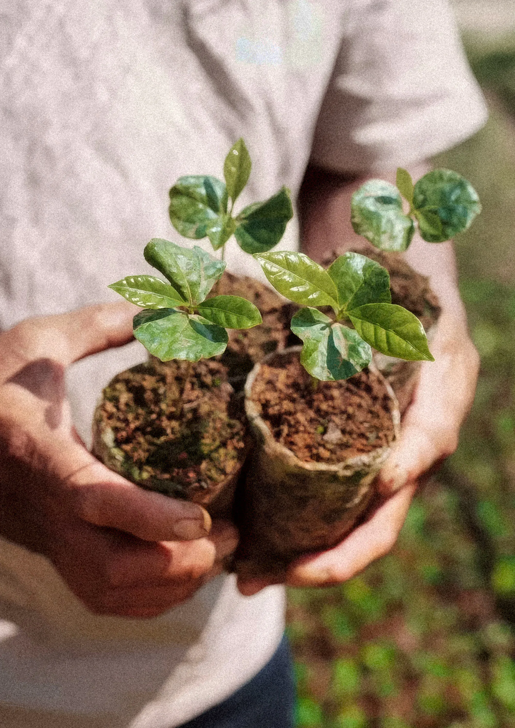 Two hands holding two young coffee seedlings in their soil pots
