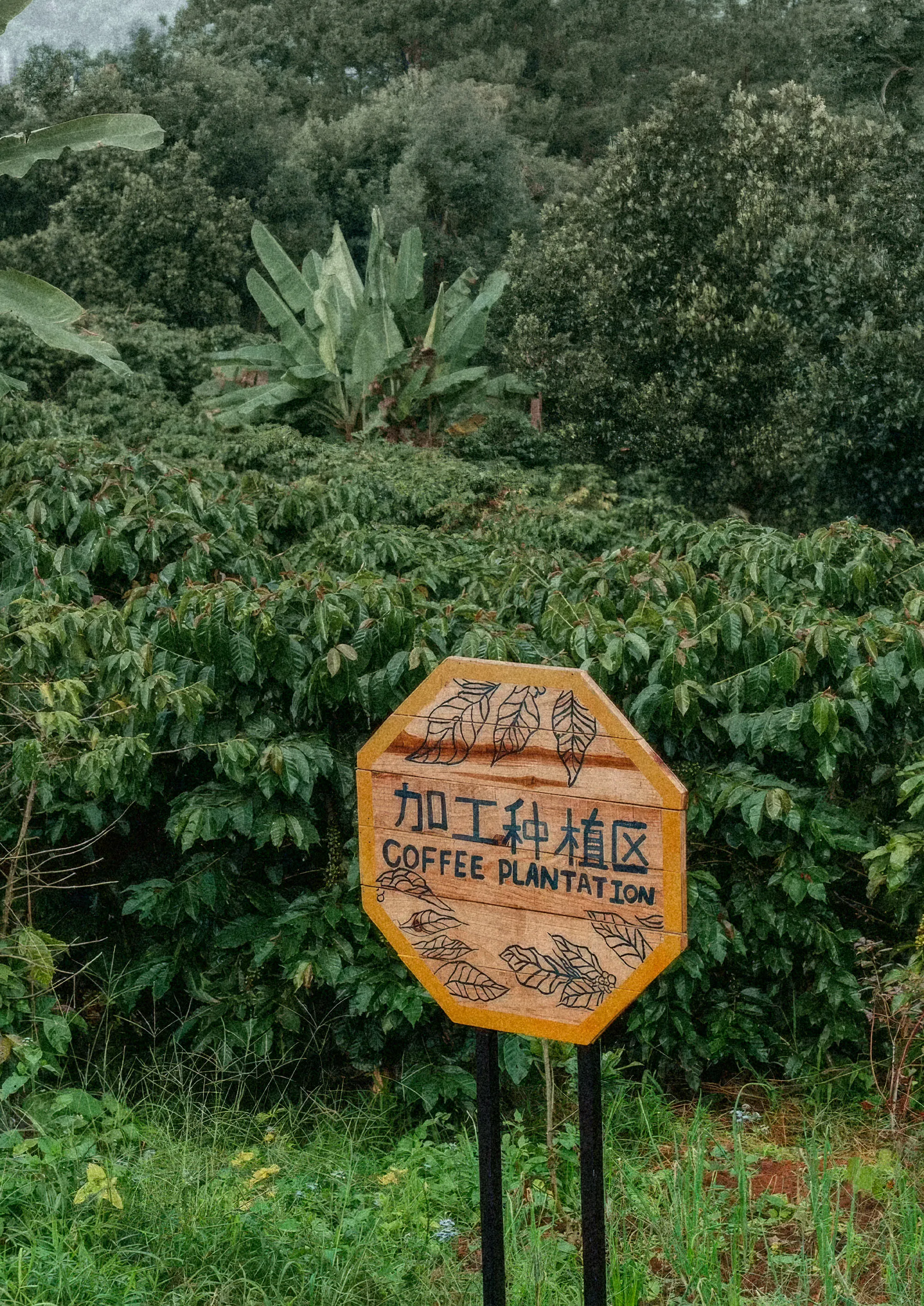 A wooden sign reading “加工种植区 — Coffee plantation” standing among the rows of coffee trees