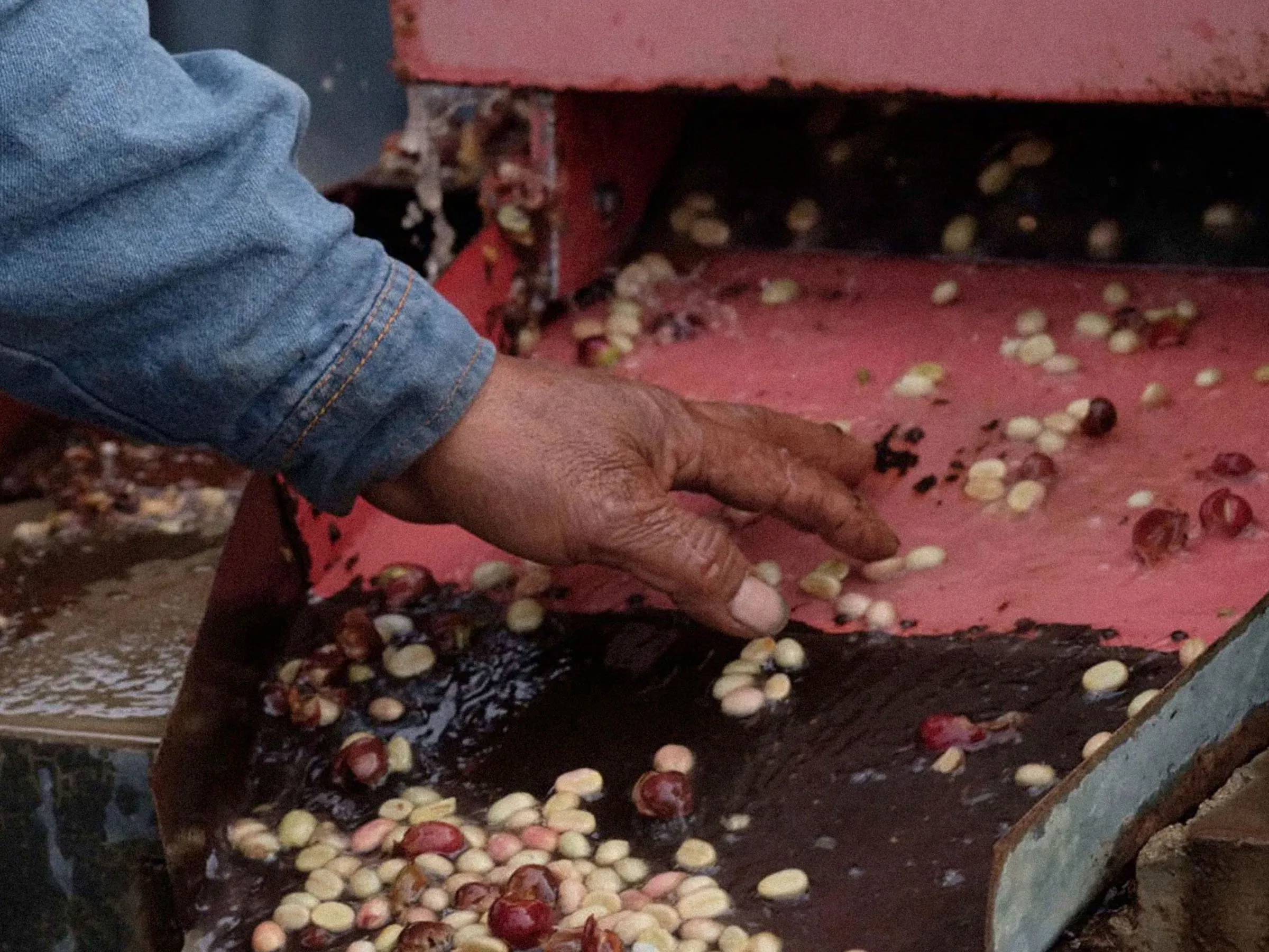 Mains d’un producteur triant les cerises de café au dépulpeur, à Gaosheng Manor